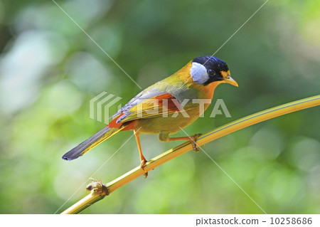 Silver-eared Mesia 10258686