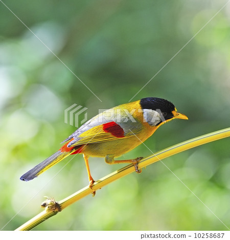 Silver-eared Mesia 10258687