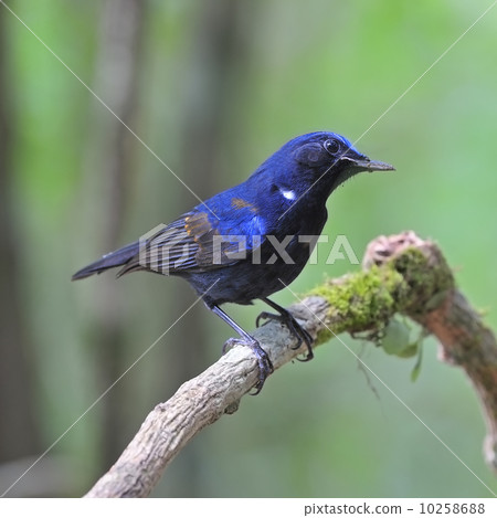 male White-tailed Robin male White-tailed Robin 10258688
