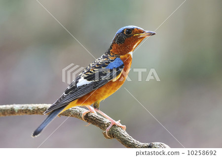Rock Thrush 10258692