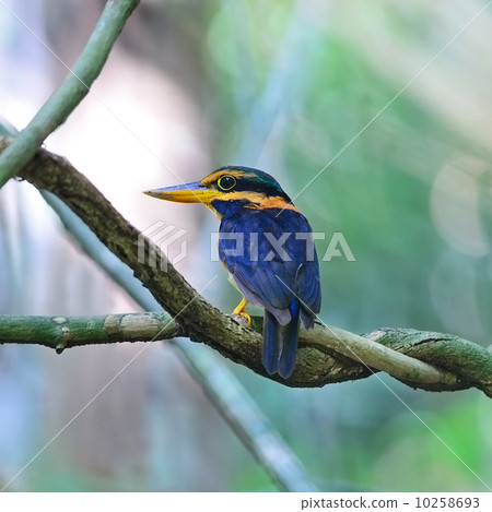 Rufous-collared Kingfisher 10258693
