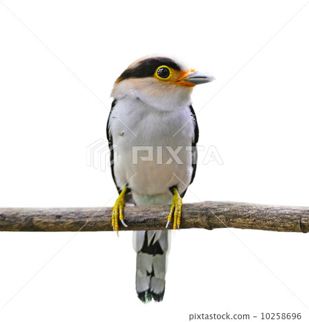 Silver-breasted Broadbill Silver-breasted Broadbill 10258696