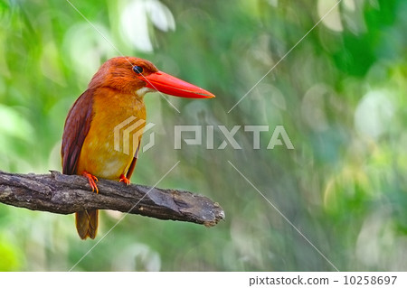 male Ruddy Kingfisher 10258697