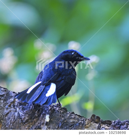 male White-tailed Robin male White-tailed Robin 10258698