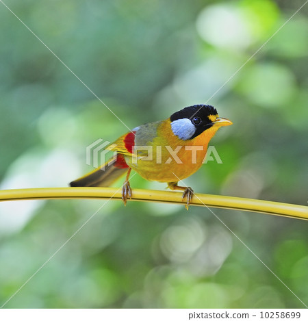 Silver-eared Mesia Silver-eared Mesia 10258699