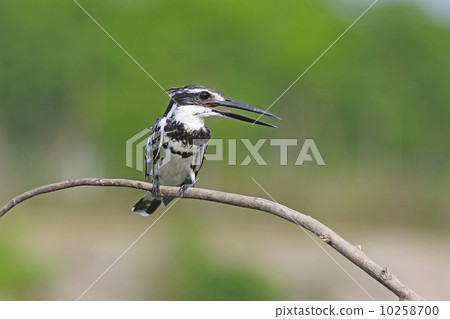 male Pied Kingfisher male Pied Kingfisher 10258700