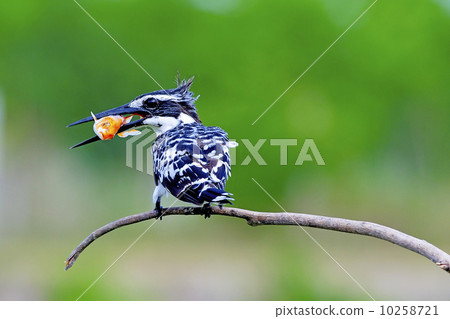Pied Kingfisher 10258721