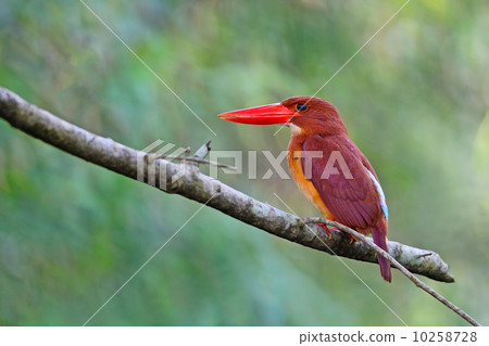 Ruddy Kingfisher 10258728