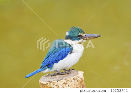 Sacred Kingfisher Sacred Kingfisher 10258741