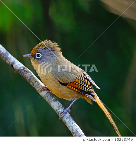 Spectacled Barwing Spectacled Barwing 10258749