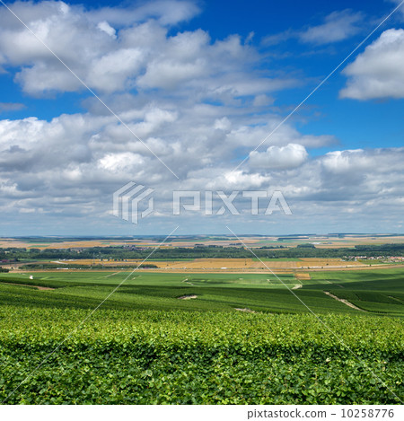 Vineyard landscape, Montagne de Reims, France 10258776