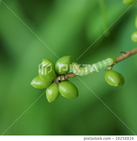 Dragon fruit and night larval moth larvae Dragon fruit and night larval moth larvae 10258816