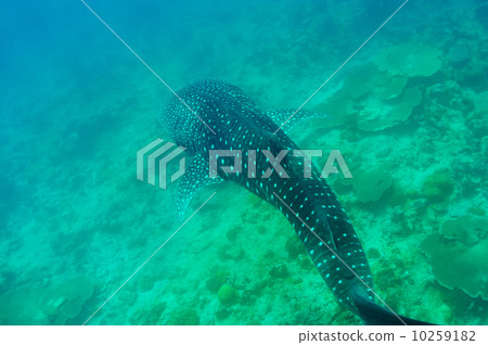 Whale Shark swimming in crystal clear blue waters at Maldives Whale Shark swimming in crystal clear blue waters at Maldives 10259182