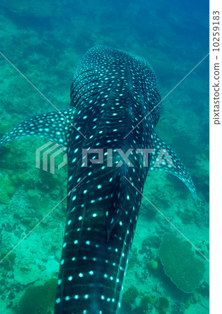 Whale Shark swimming in crystal clear blue waters at Maldives Whale Shark swimming in crystal clear blue waters at Maldives 10259183