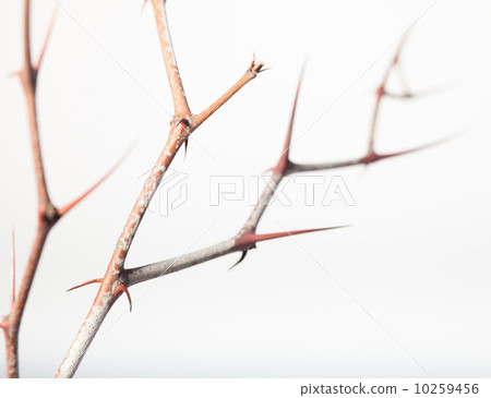Prickly twigs of jujube 10259456