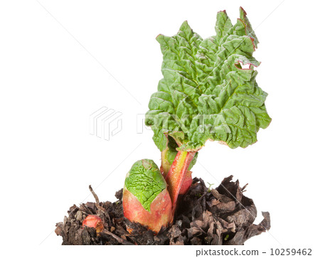 Bud and first leaf of rhubarb 10259462