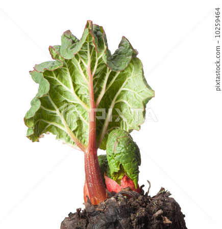 Bud and leaf 10259464