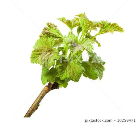 Dewdrops on top of blackcurrant (Ribes nigrum) branch Dewdrops on top of blackcurrant (Ribes nigrum) branch 10259471