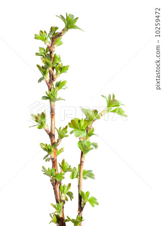 Spring blooming jostaberry bunch Spring blooming jostaberry bunch 10259472