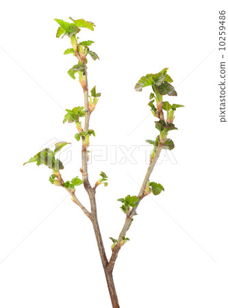 Blackcurrant springtime brunch 10259486