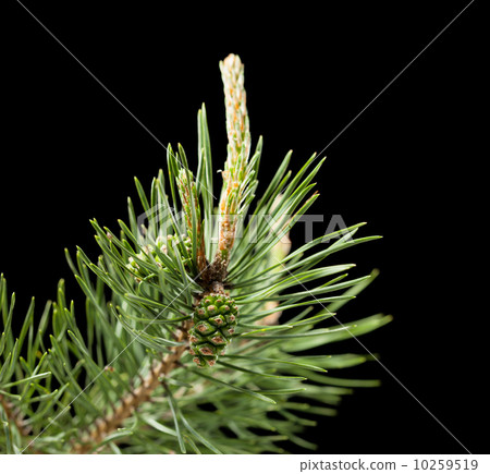 Cone and buds 10259519