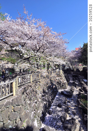 無聲水上公園的櫻花 無聲水上公園的櫻花 10259528
