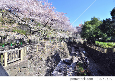 無聲水上公園的櫻花 10259529