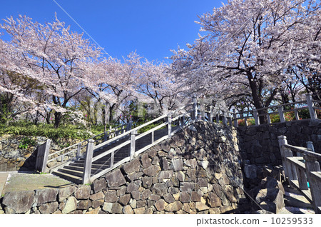 在Asukayama公園的櫻桃 10259533