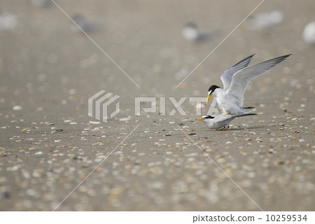 Coalescence mating Coalescence mating 10259534