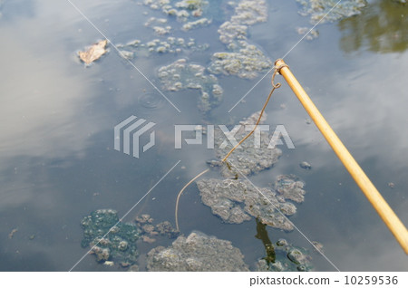 小龍蝦釣魚 10259536