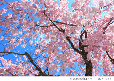 Ina Noboru Rinzagare Sakura 10259757