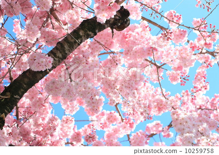 Ina Noboru Rinzagare Sakura 10259758