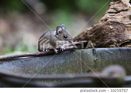 Wood mouse (Apodemus sylvaticus) 10259787
