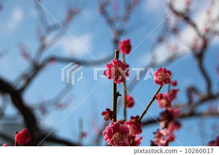 梅花 10260017