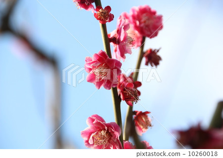 梅花 10260018