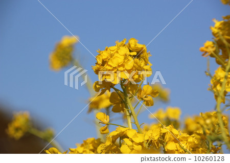 Rape blossoms 10260128