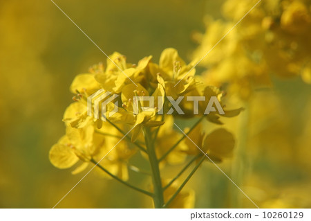 強姦開花 強姦開花 10260129