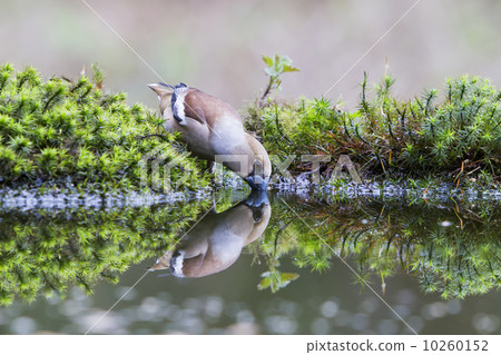 Drinking female hawfinch (Coccothraustes coccothraustes) 10260152