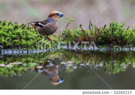 Male hawfinch (Coccothraustes coccothraustes) 10260153