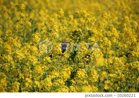 Rapeseed field and thrush Rapeseed field and thrush 10260221