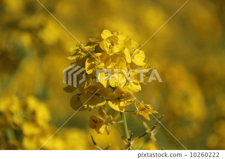 Rape blossoms 10260222