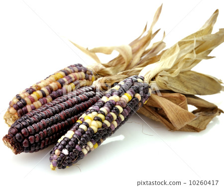 Colorful Dry Corn 10260417