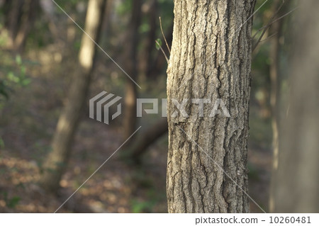 雜樹 雜樹 10260481