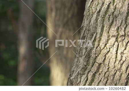 雜樹 雜樹 10260482