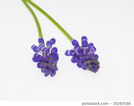 Muscari of blue purple 10260586