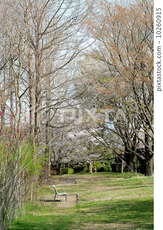 Silence (Spring) 10260915