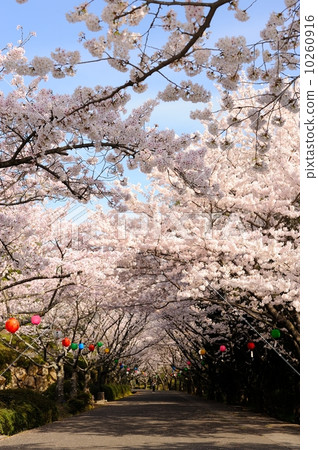 Cherry blossom tunnel Cherry blossom tunnel 10260916