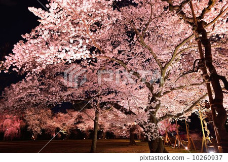 Nijo castle in spring 10260937