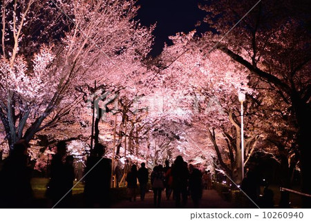 Nijo城堡在春天 10260940