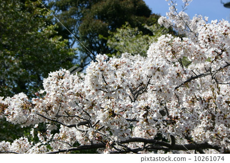 Cherry blossoms part 2 10261074